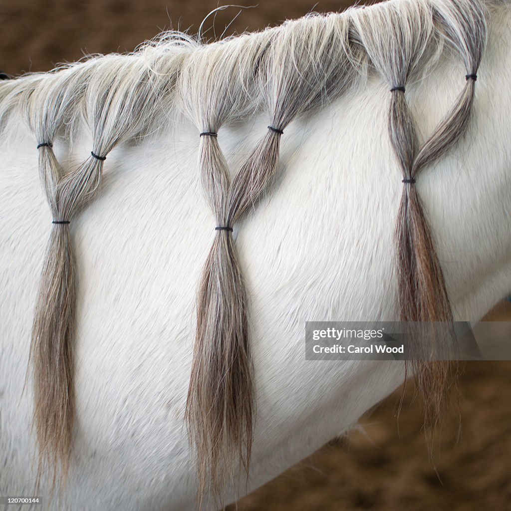 Horse hairdo