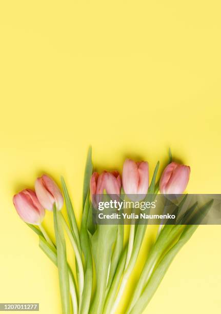 pink bouquet tulips on a colored plain background with copy space. festive easter springtime decor. flat lay. - spring flat lay stock pictures, royalty-free photos & images