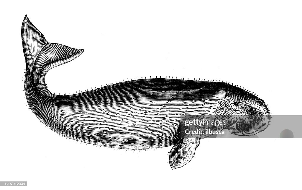 Antique animal illustration: dugong (Dugong dugon)