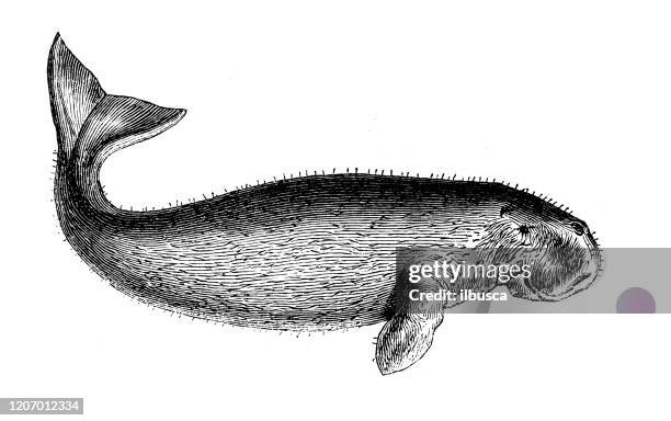 antique animal illustration: dugong (dugong dugon) - dugong stock illustrations