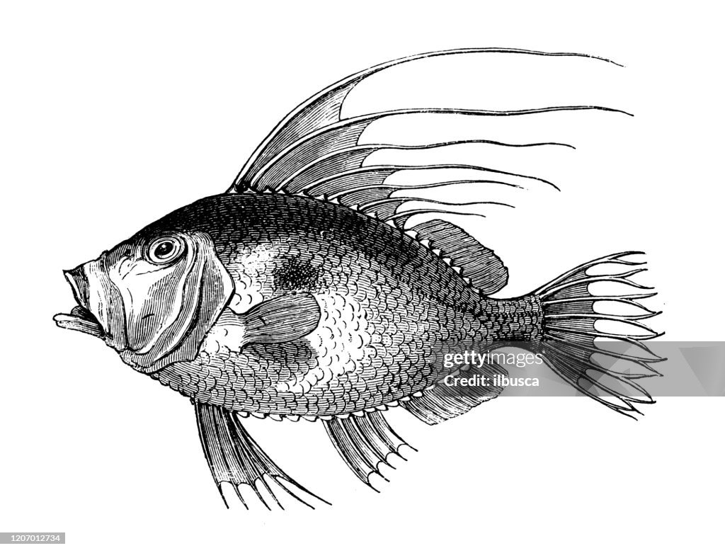 Antique animal illustration: John Dory (Zeus faber)