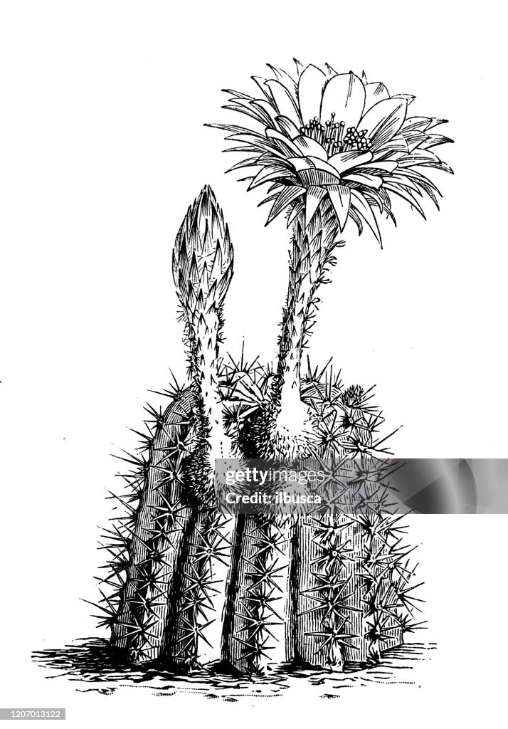 Antique botany illustration: Echinocactus
