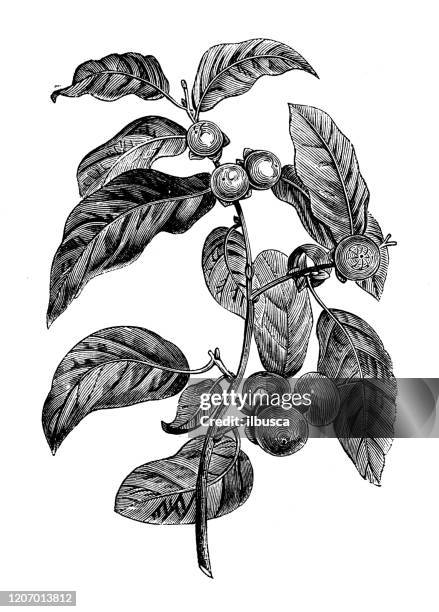 antique botany illustration: ebony diospyros - ebony wood stock illustrations