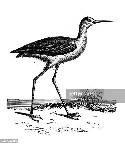 antique animal illustration: black-winged stilt (himantopus himantopus) - black necked stilt stock illustrations