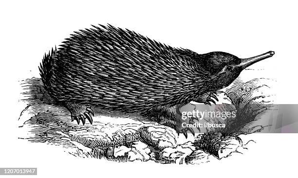 stockillustraties, clipart, cartoons en iconen met antieke dierlijke illustratie: echidna, stekelige miereneter - anteater