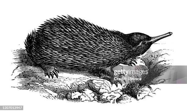 antique animal illustration: echidna, spiny anteater - anteater stock illustrations