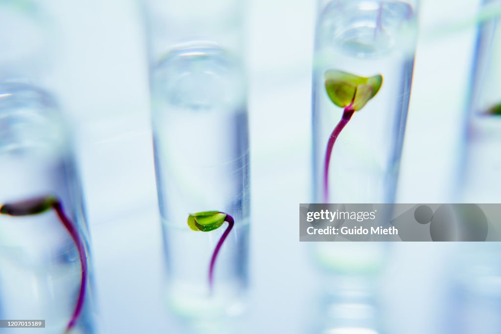 Seedlings in test tubes in laboratory.