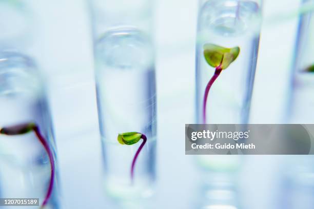 seedlings in test tubes in laboratory. - new life fotografías e imágenes de stock