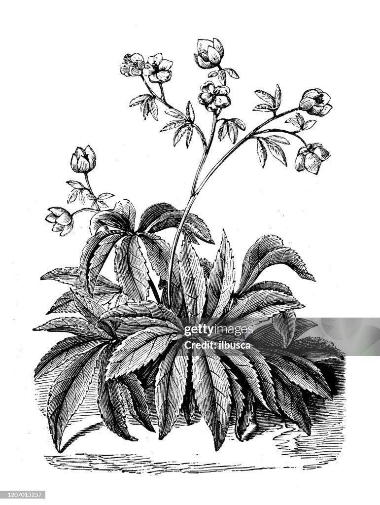 Antique botany illustration: hellebores, Helleborus