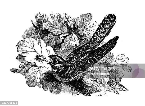 antique animal illustration: european nightjar, caprimulgus europaeus, common goatsucker - caprimulgus europaeus stock illustrations