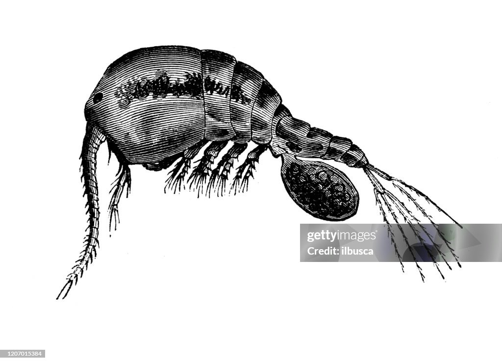 Antique animal illustration: Cyclop