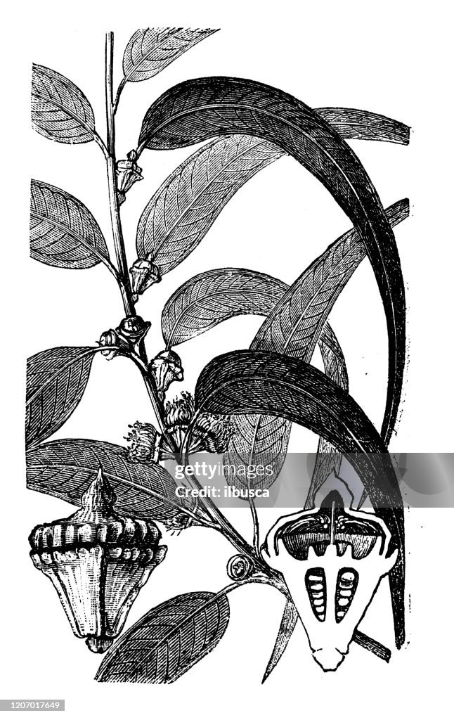 Antique botany illustration: Eucalyptus globulus, southern blue gum