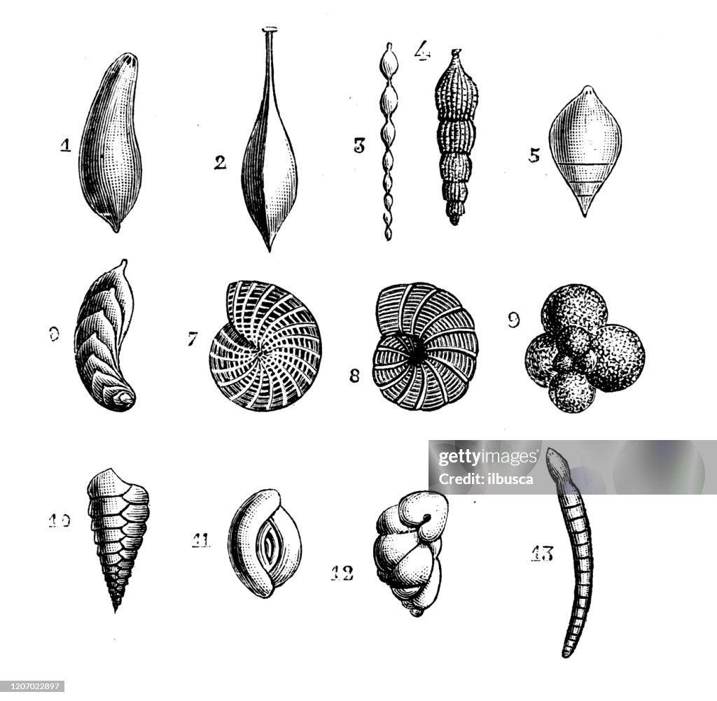 Antique animal illustration: Foraminifera
