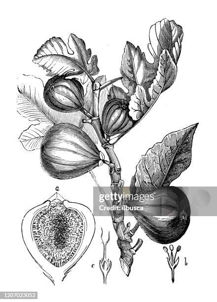 antique botany illustration: fig tree - fig tree stock illustrations