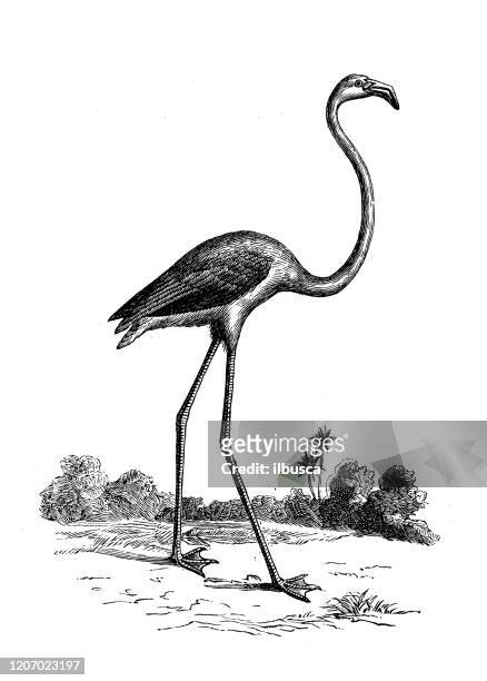 antique animal illustration: flamingo - flamingo bird stock illustrations
