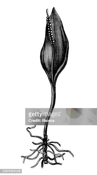 アンティーク植物学のイラスト:オフィオグロツム・バルガトゥム、アダーの舌 - ヨーロッパクサリヘビ点のイラスト素材／クリップアート素材／マンガ素材／アイコン素材