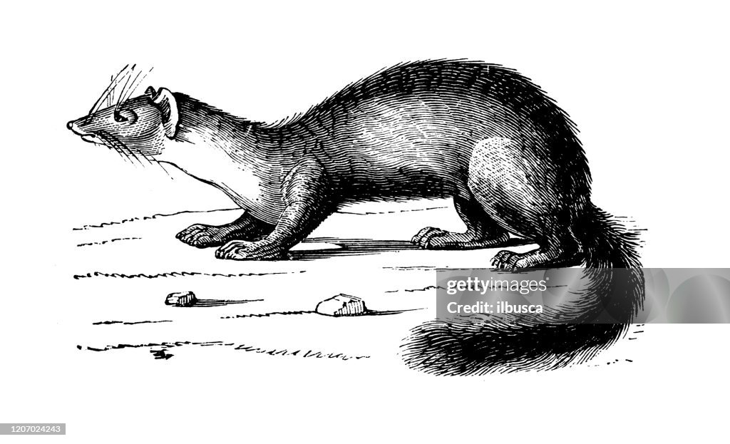 Antique animal illustration: beech marten (Martes foina)
