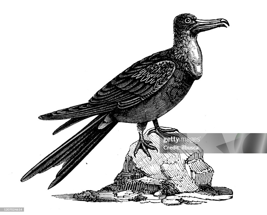 Antique animal illustration: magnificent frigatebird (Fregata magnificens)