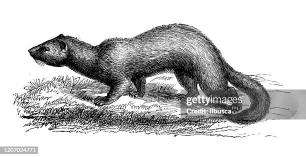 antique animal illustration: ferret (mustela putorius furo) - mustela erminea stock illustrations