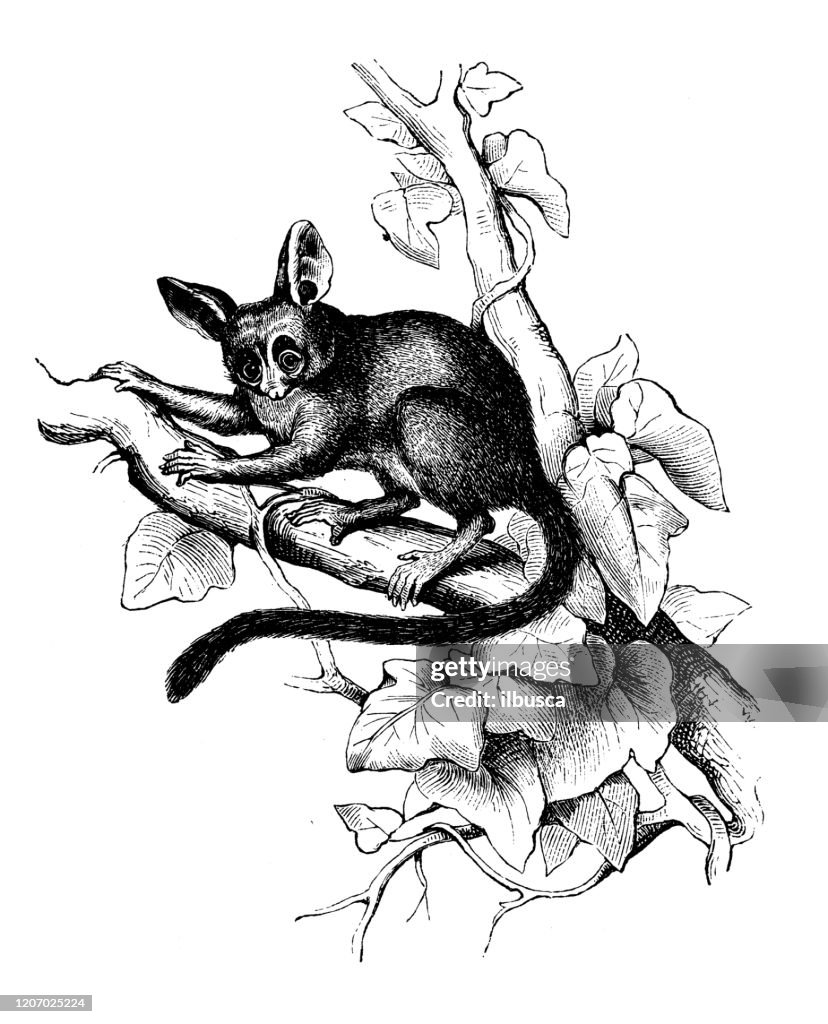 Antique animal illustration: Senegal bushbaby (Galago senegalensis)