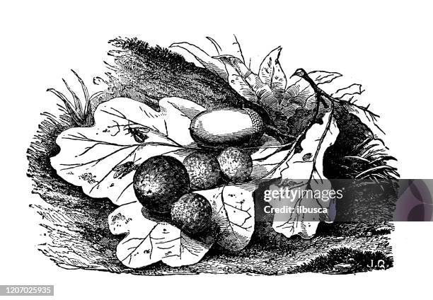 antique botany illustration: oak gall - oak leaf stock illustrations