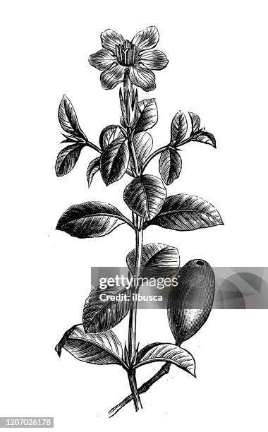 antike botanik illustration: gardenia jasminoides, gardenia, cape jasmin - jasmine flower stock-grafiken, -clipart, -cartoons und -symbole