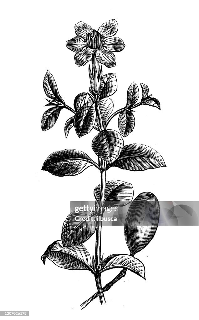 Antique botany illustration: Gardenia jasminoides, gardenia, cape jasmine