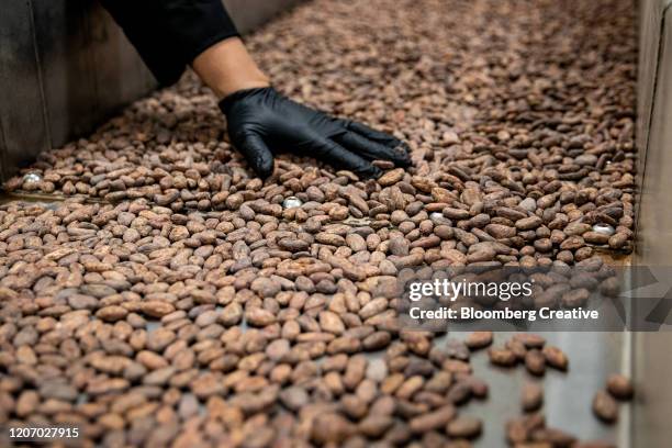 cacao beans on a production line - chocolate factory stockfoto's en -beelden