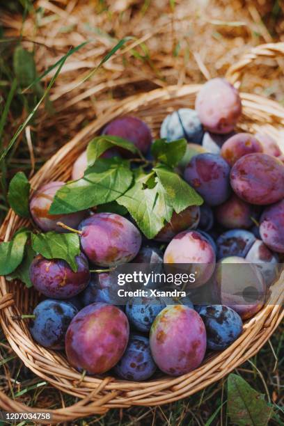 3,052 Plum In A Basket Stock Photos, High-Res Pictures, and Images
