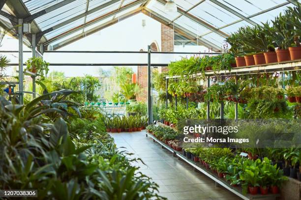 diverse potplanten die in serre worden geschikt - tuincentrum stockfoto's en -beelden