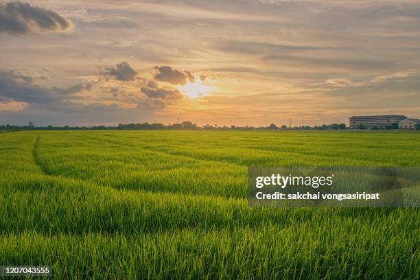 scenic view of farm against sky during sunset - low angle view of wheat growing on field against sky fotografías e imágenes de stock