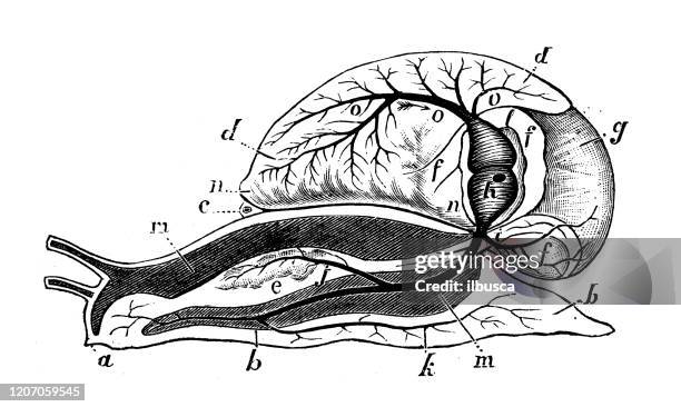 antike tier-illustration: schneckenanatomie - animal body part stock-grafiken, -clipart, -cartoons und -symbole