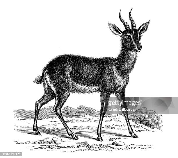 394 Gazelle High Res Illustrations - Getty Images