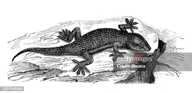 antique animal illustration: tarentola mauritanica, wall gecko, moorish gecko - tarentola stock illustrations
