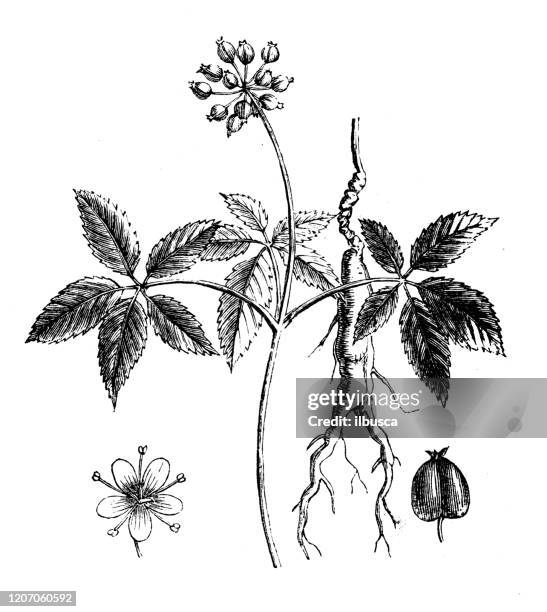 antike botanik illustration: panax, ginseng - ginseng stock-grafiken, -clipart, -cartoons und -symbole