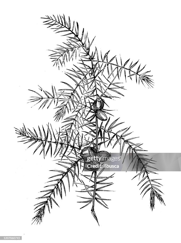 Antique botany illustration: Juniperus communis, common juniper