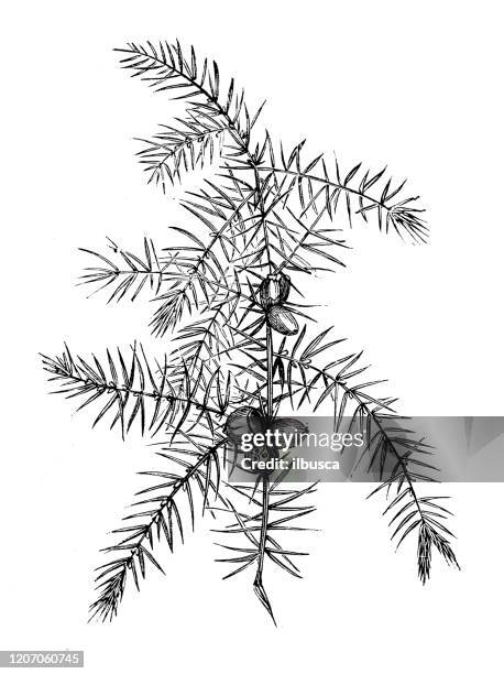 antique botany illustration: juniperus communis, common juniper - juniper tree stock illustrations