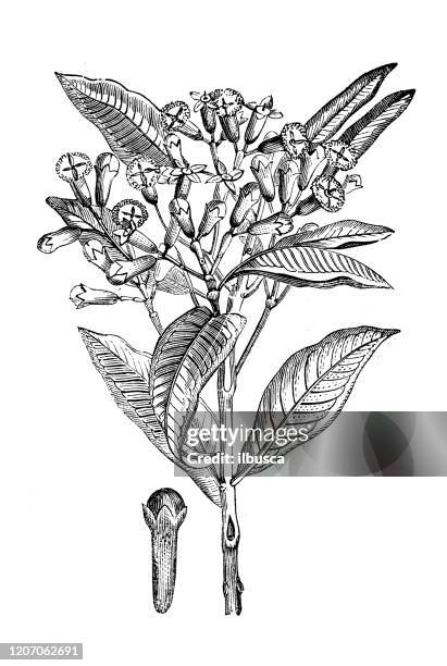 antique botany illustration: clove, myrtaceae, syzygium aromaticum - cloves stock illustrations