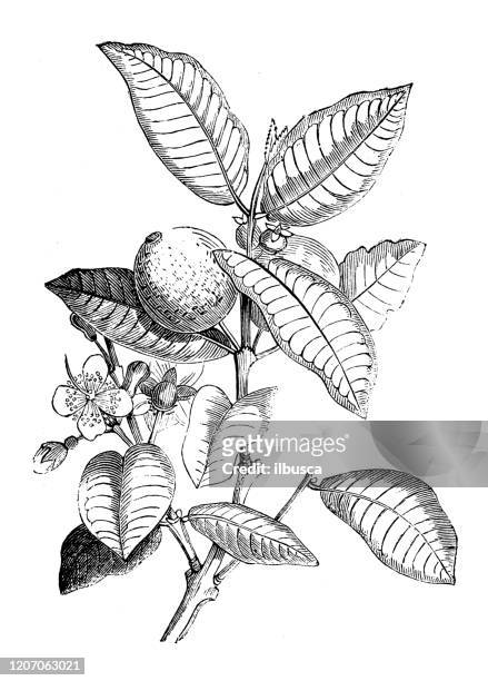 ilustraciones, imágenes clip art, dibujos animados e iconos de stock de ilustración de botánica antigua: psidium guajava, guayaba común - guayaba