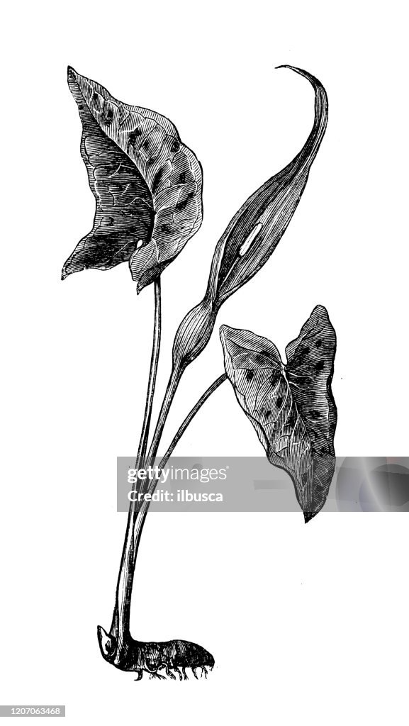 Antique botany illustration: Arum maculatum, snakeshead, adder's root, arum, wild arum, arum lily