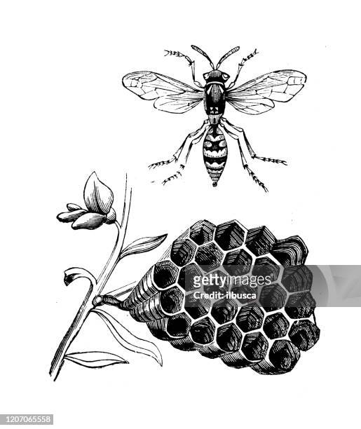 antike tier-illustration: vespula rufa, rote wespe - wasp stock-grafiken, -clipart, -cartoons und -symbole