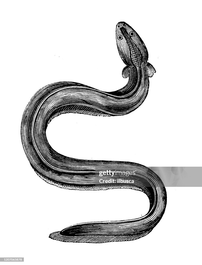 Antique animal illustration: electric eel (Electrophorus electricus)