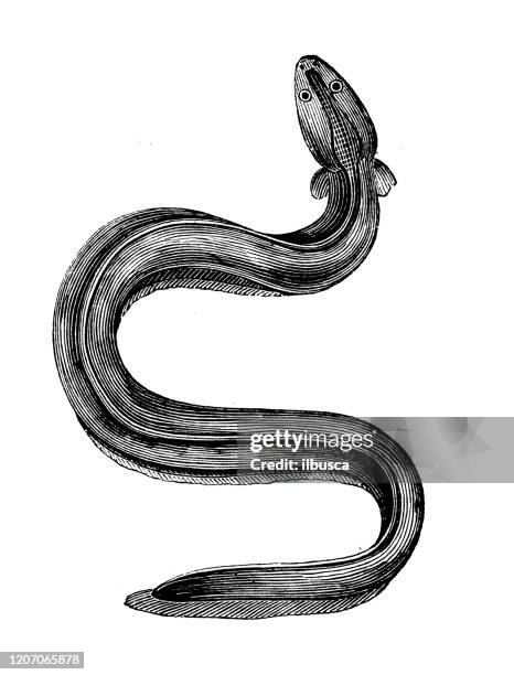 antique animal illustration: electric eel (electrophorus electricus) - electric eel stock illustrations