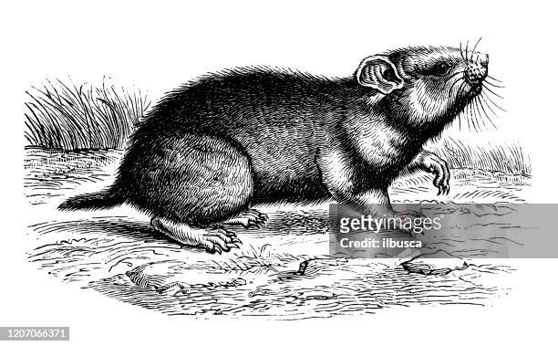 stockillustraties, clipart, cartoons en iconen met antieke dierlijke illustratie: hamster - hamster