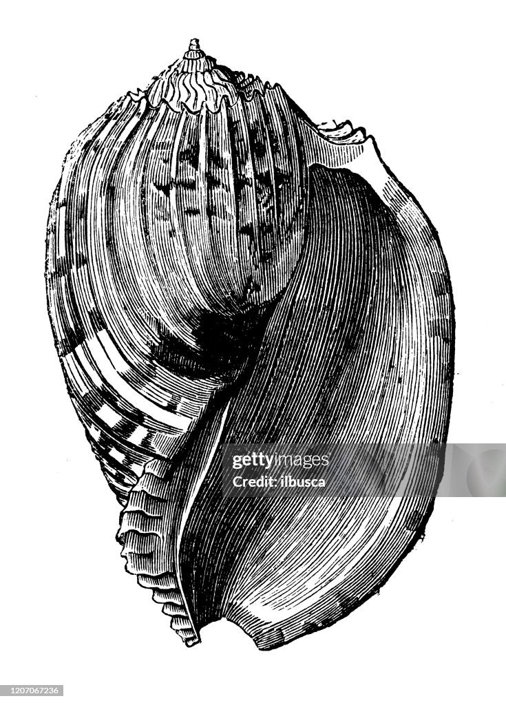 Antique animal illustration: Harp harp, true harp, noble harp
