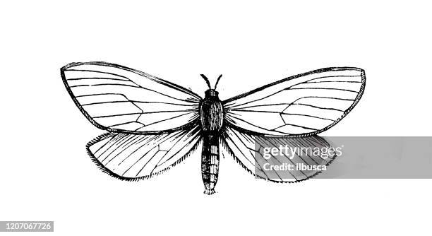 antique animal illustration: ghost moth, ghost swift, hepialus humuli - moth stock illustrations