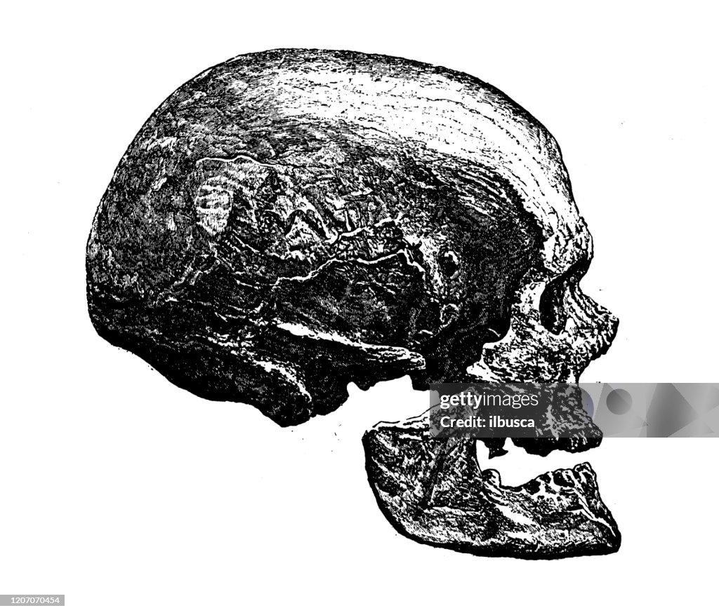 Antique illustration: Cro-Magnon man skull