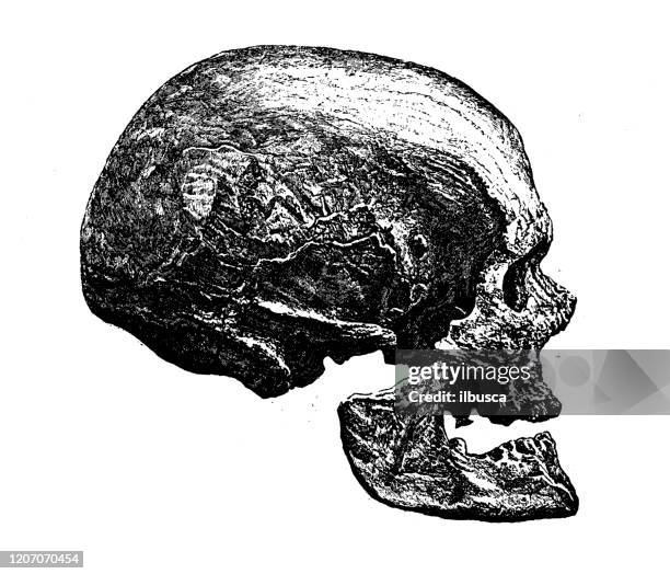 antique illustration: cro-magnon man skull - early homo sapiens stock illustrations