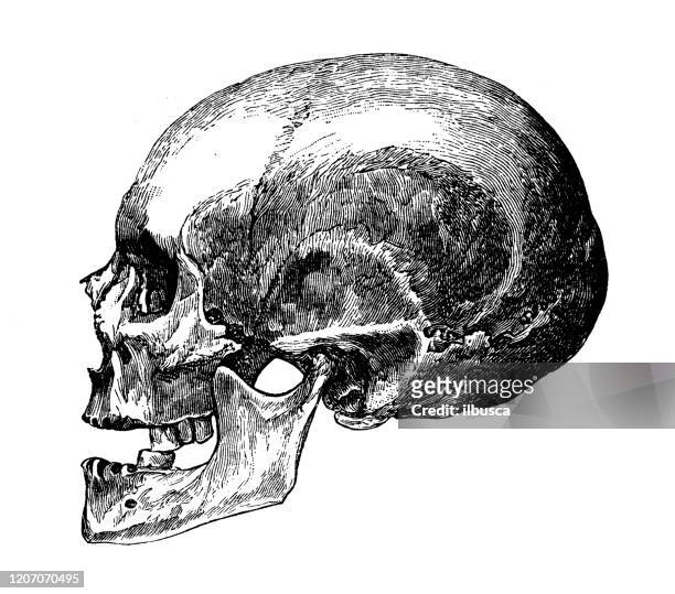 antique illustration: furfooz man fossil skull - early homo sapiens stock illustrations