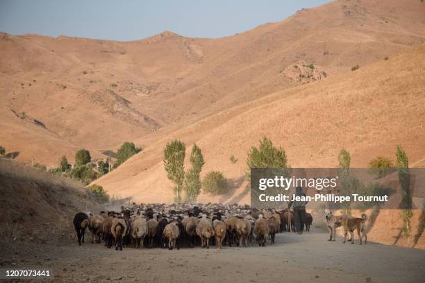 kurdish shepherd walking with his herd of sheep at the end of the day, kurdistan province, western iran - kurdistan stock-fotos und bilder